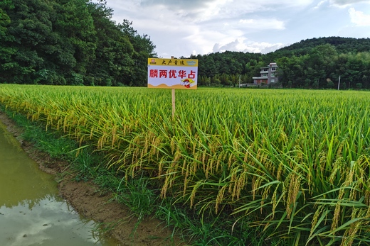 麟兩優華占